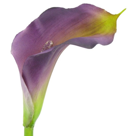 curvycallalily